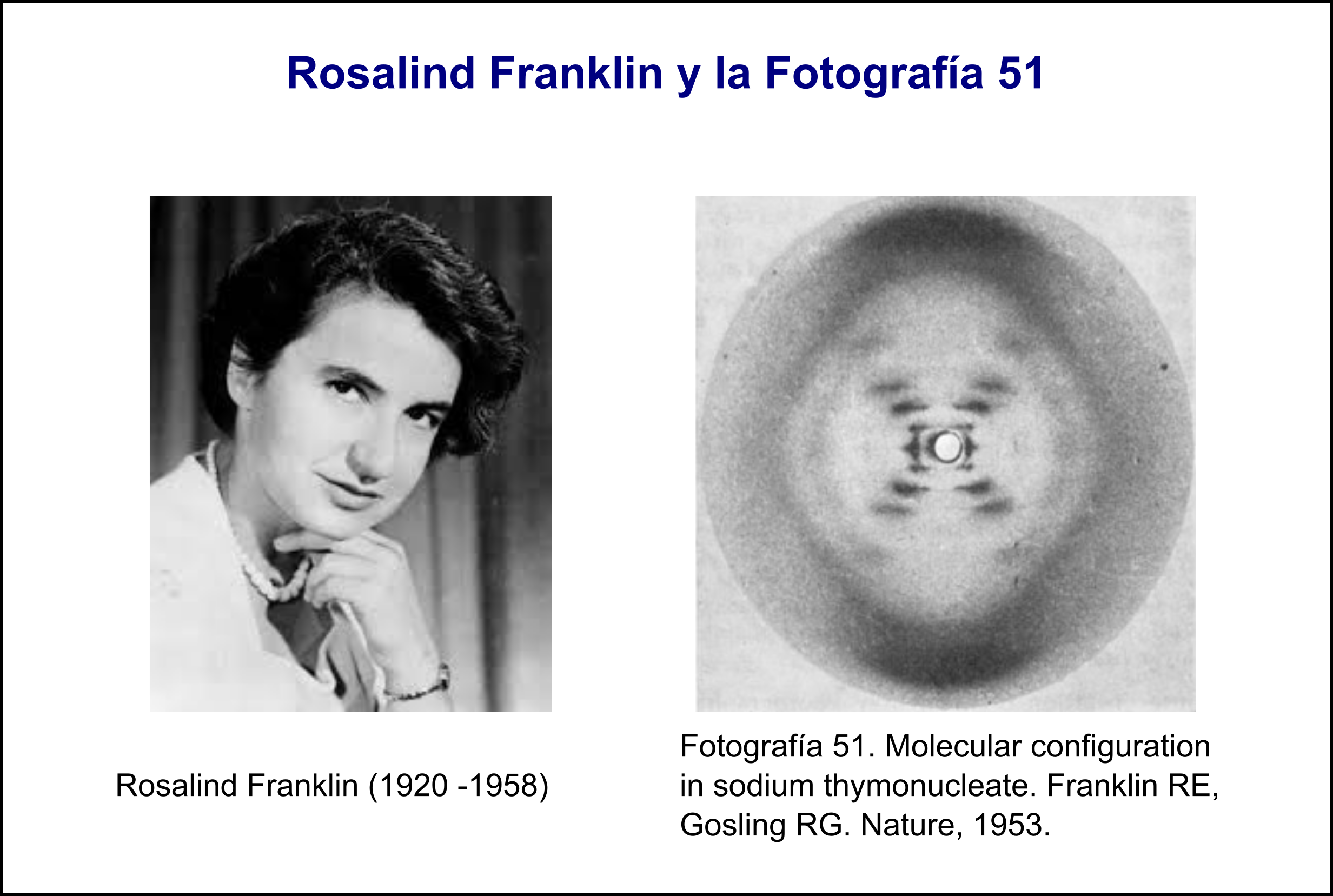 Rosalind Franklin La Historia De La Fotograf a Que Cambi La Biolog a